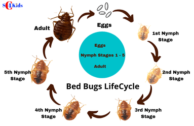 Bed Bug Life Cycle 