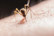 Mosquito biting the skin